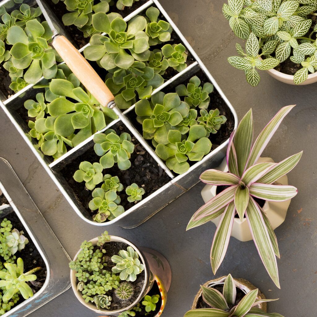 Conheça os benefícios de incluir plantas na decoração
