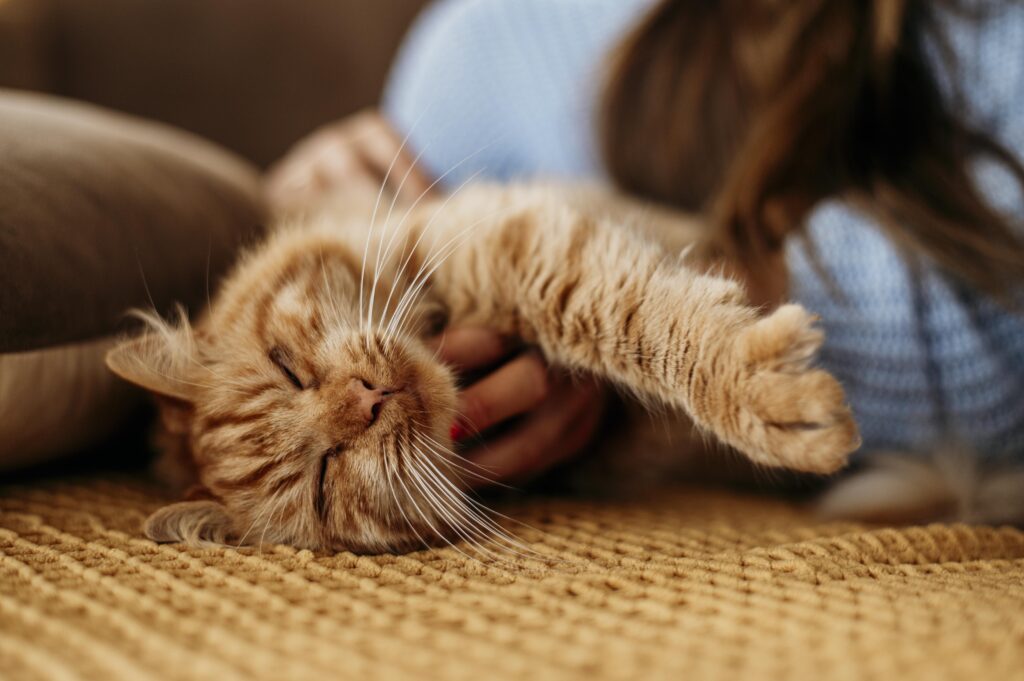 Gato em apartamento