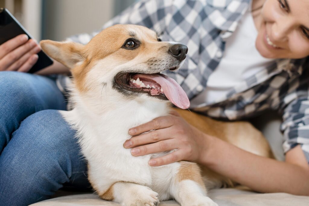 Pet em apartamento: dicas de decoração e cuidados