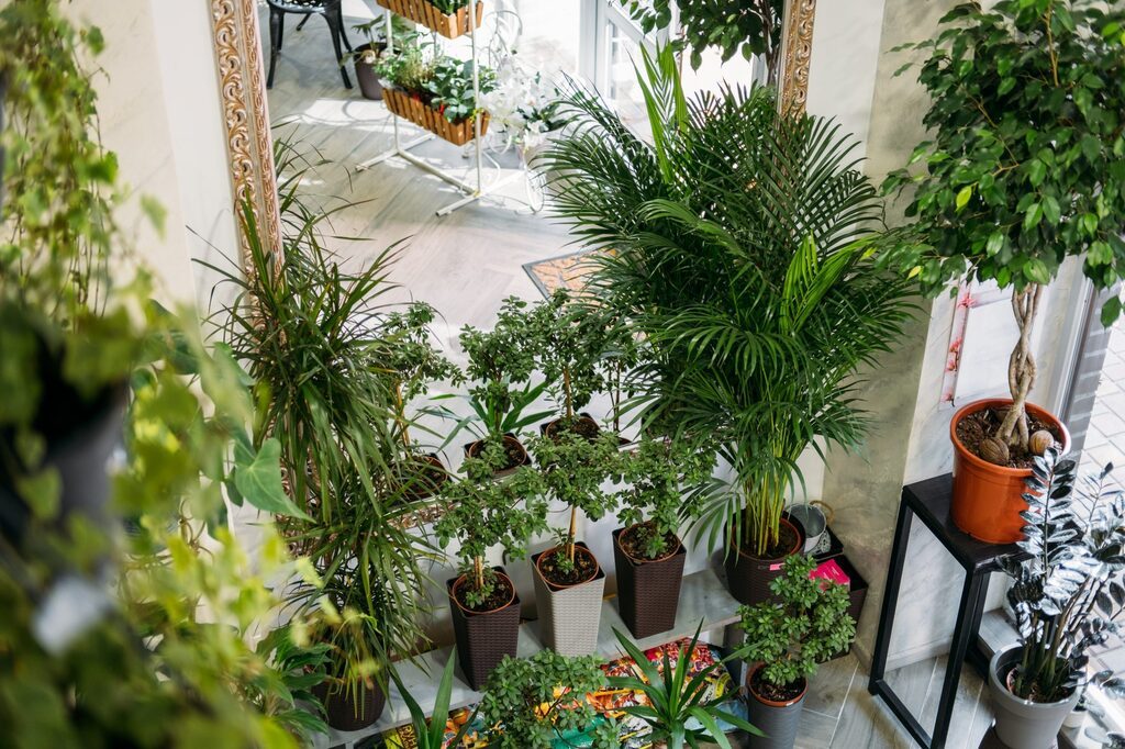 Biofilia em alta: conheça 6 plantas ideais para cultivar em apartamento