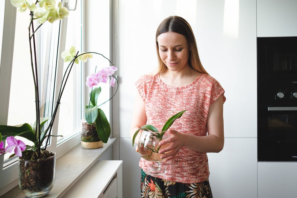 Plantas da sorte: quais plantas trazem sorte e prosperidade, e como cultivá-las