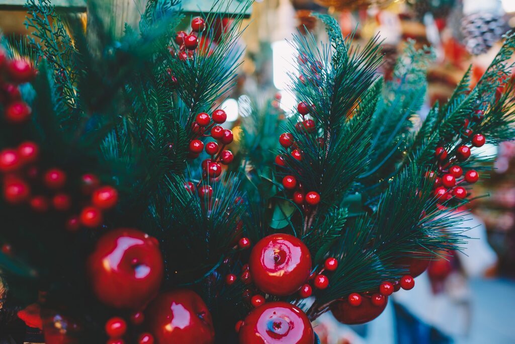 Celebrando o Natal com plantas vivas que encantam