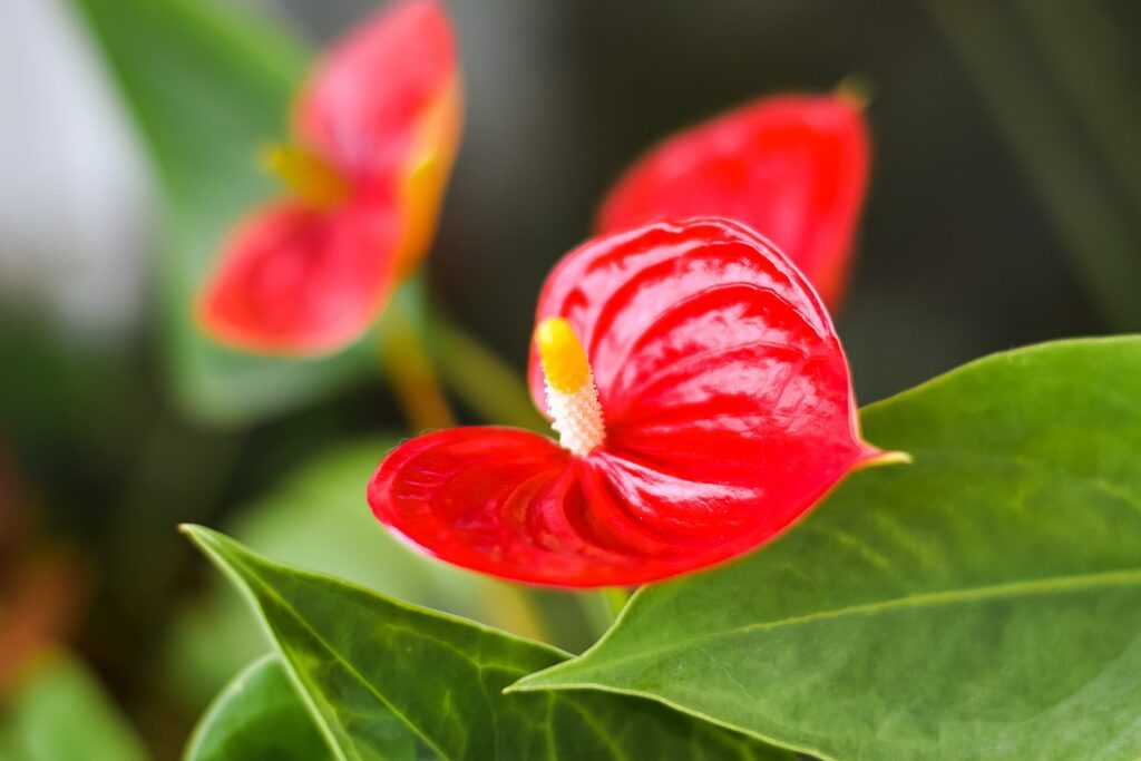 Ano Novo, vida e jardim novos: 8 espécies para atrair sorte, prosperidade e energizar a casa