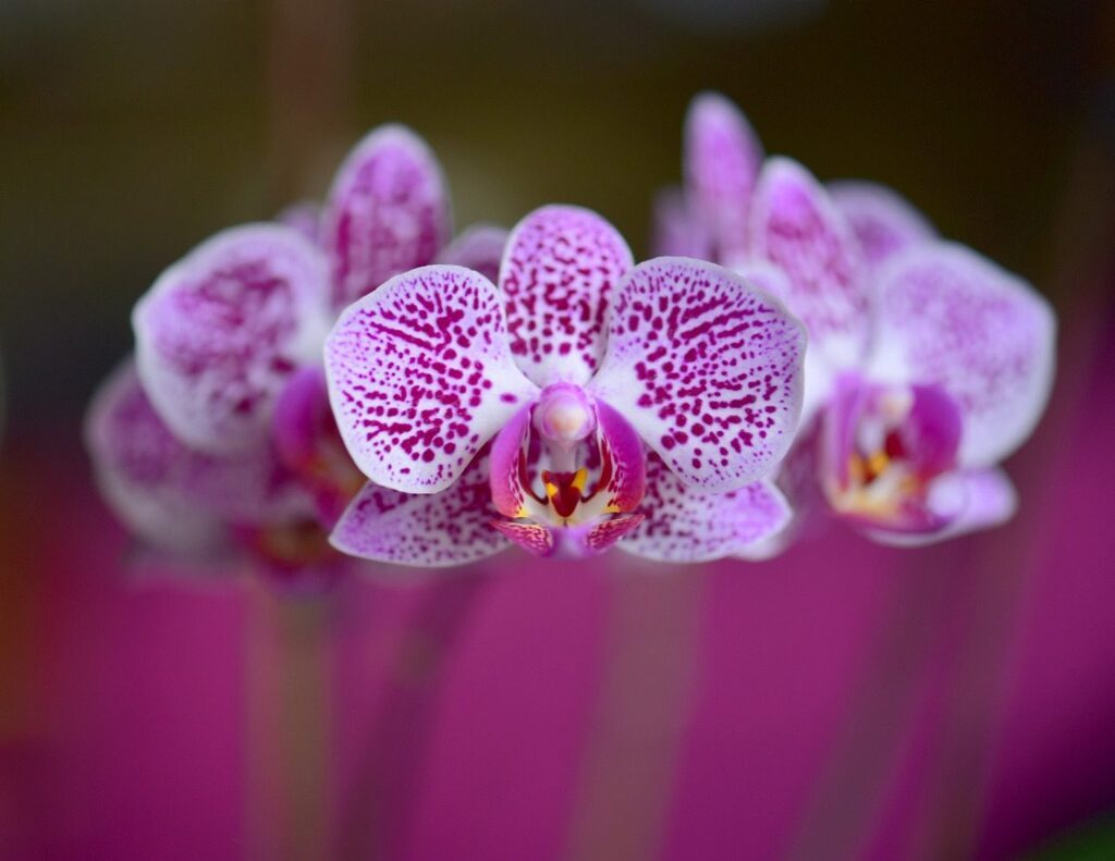 5 flores resistentes ao frio para colorir o inverno em sua casa